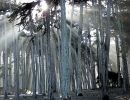 j presidio trees and light beams wc