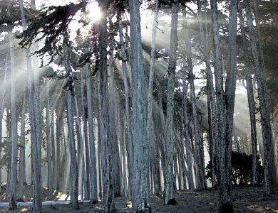 j presidio trees and light beams wc