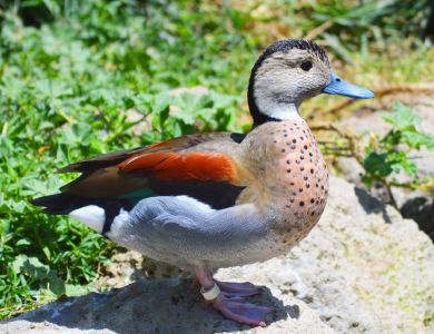 a3 duck from safari west copy