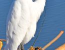 b2 egret at island copy