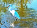 b3 egret at lagoon copy