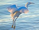 b6 egret in flight copy