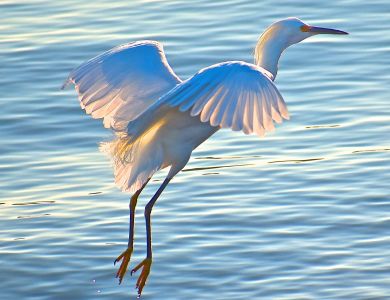 b6 egret in flight copy