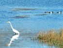 b9 egret with ducks at ft chronkike copy