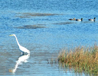 b9 egret with ducks at ft chronkike copy