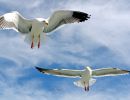 g1 angel island ferry seagulls copy