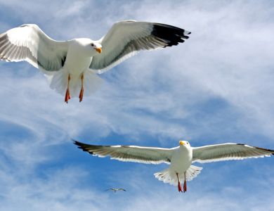 g1 angel island ferry seagulls copy