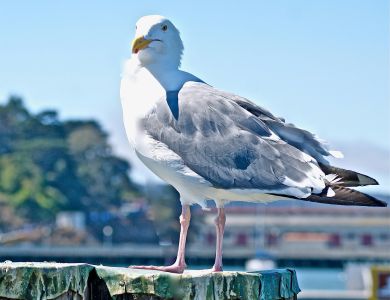 g2 seagull up close copy