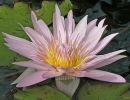 a14 water lilly flower