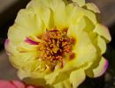 a17 yellow pink flower    