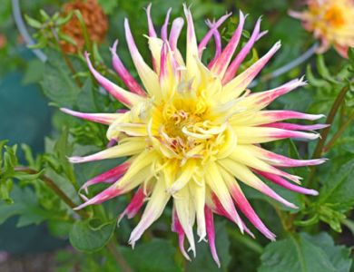 a18 yellow pink star flower