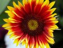 a5 monterey sun flower