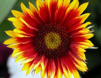 a5 monterey sun flower