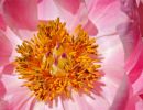 c15 peony core