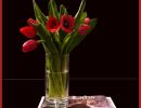 d5 red tulips on books   