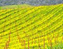 b10 carneros vineyards with mustard