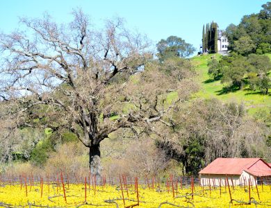 b12  napa valley mustard