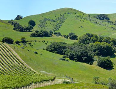 b16 gloria ferrer vineyards