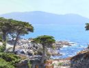 p35 lone cypress panorama       copy