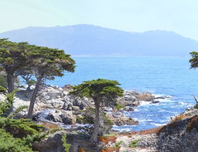 p35 lone cypress panorama       copy