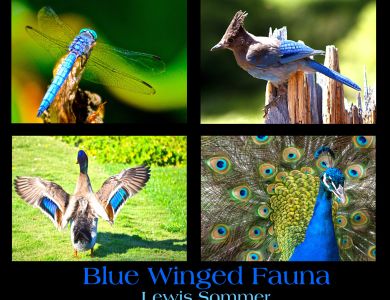 a7 blue fauna