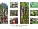 1marin trees and trails pos