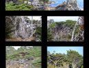 1monterey peninsula trees