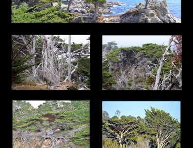 1monterey peninsula trees