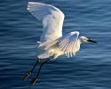 images/thumbsgallery/2a/thumbs/1a-egret.jpg