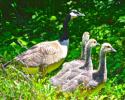 images/thumbsgallery/2a/thumbs/2a-Gosslings-with-mother-go.jpg